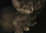 Honey - Domestic Kitten For Sale - 