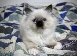Birdie - Ragdoll Kitten For Sale - Tuscaloosa, AL, US