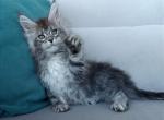 Babochka - Maine Coon Kitten For Sale - Miami, FL, US