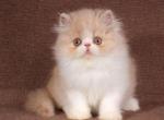 Dayton - Persian Kitten For Sale - Hollywood, FL, US