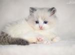 XCorvin - Ragdoll Kitten For Sale - Miami, FL, US