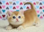 Holly - British Shorthair Kitten For Sale - 