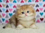 Honey - British Shorthair Kitten For Sale - Pembroke Pines, FL, US
