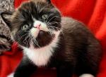 Yan - Scottish Straight Kitten For Sale - Pembroke Pines, FL, US