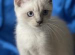 May - Siamese Kitten For Sale - IL, US