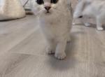 Tora - Scottish Fold Kitten For Sale - San Jose, CA, US