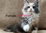 Princes litter - Maine Coon Kitten For Sale - Charlotte, NC, US