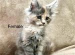 Evie - Maine Coon Kitten For Sale - Charlotte, NC, US