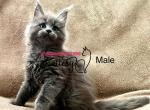 Rose - Maine Coon Kitten For Sale - Charlotte, NC, US