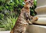 Blaze Bengal Boy 3mo - Bengal Kitten For Sale - FL, US