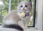 R014 - Ragdoll Kitten For Sale - Temple City, CA, US