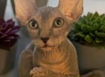 Chip the Gray Tabby Sphynx Kitten - Sphynx Kitten For Sale - 