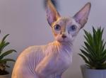 Pi Day Sphynx Kittens Male and Females - Sphynx Kitten For Sale - 