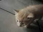 Pringles - Maine Coon Kitten For Sale - CA, US