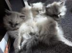 Cabbys kittens - Ragdoll Kitten For Sale - Peabody, MA, US