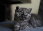 Fifi - Domestic Kitten For Adoption - Glendale, CA, US