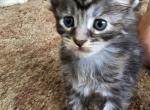 Maine coon kittens - Maine Coon Kitten For Sale - Easton, PA, US