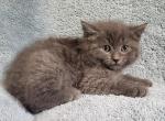 Grey short hair Female - Domestic Kitten For Sale - Monmouth, ME, US