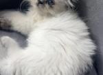 onyx - Persian Kitten For Sale - 