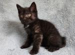 Black short hair Male - Domestic Kitten For Sale - Monmouth, ME, US