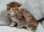 Female brown tabby long hair female - Domestic Kitten For Sale - Monmouth, ME, US