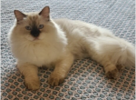 Maisy One Year Old Ragdoll - Ragdoll Cat For Sale - St. Louis, MO, US