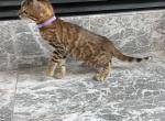 Registered Bengal Kittens - Bengal Kitten For Sale - Glencoe, MN, US