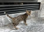 Registered Bengal Kitten - Bengal Kitten For Sale - Glencoe, MN, US