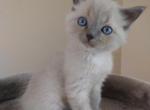 Maxie - Ragdoll Kitten For Sale - Seattle, WA, US