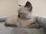 Mickey - Ragdoll Kitten For Sale - Seattle, WA, US