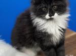 Ava - Maine Coon Kitten For Sale - Willisburg, KY, US