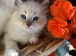 September litter coming up - Ragdoll Kitten For Sale - Boise, ID, US