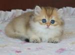 Eddy Shantaren Shakh BLH ny11 color - British Shorthair Kitten For Sale - San Francisco, CA, US