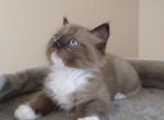 Teo - Ragdoll Kitten For Sale - Seattle, WA, US