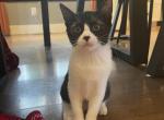 Skippy - Domestic Kitten For Adoption - Windsor, CO, US