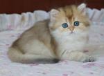 Emma Shantaren Shakh BLH ny11 color - British Shorthair Kitten For Sale - San Francisco, CA, US