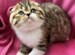 Yuliy - Scottish Fold Kitten For Sale - Pembroke Pines, FL, US