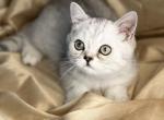 Jaden - British Shorthair Kitten For Sale - Rosemont, IL, US