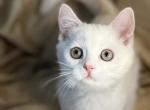 Arthur - Scottish Straight Kitten For Sale - 