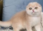 Neutiri - Scottish Fold Kitten For Sale - 