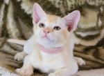 Juliet - Burmese Kitten For Sale - Norwalk, CT, US