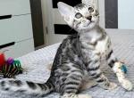 Winston - Bengal Kitten For Sale - Norwalk, CT, US