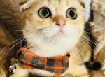Mila - Scottish Fold Kitten For Sale - Springfield, VA, US