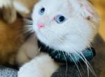 George - Scottish Fold Kitten For Sale - Springfield, VA, US