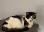 Luna - Domestic Cat For Adoption - 