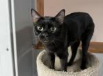 Gunner - Bengal Cat For Adoption - 