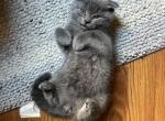 Bruno - Scottish Fold Kitten For Sale - Franklin Park, IL, US