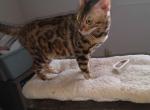 Sophie's litter - Bengal Kitten For Sale - Escanaba, MI, US