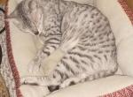 Star's litter - Egyptian Mau Kitten For Sale - Escanaba, MI, US