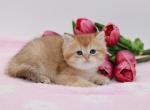 Golden ticked British shorthair boy - British Shorthair Kitten For Sale - Spokane, WA, US